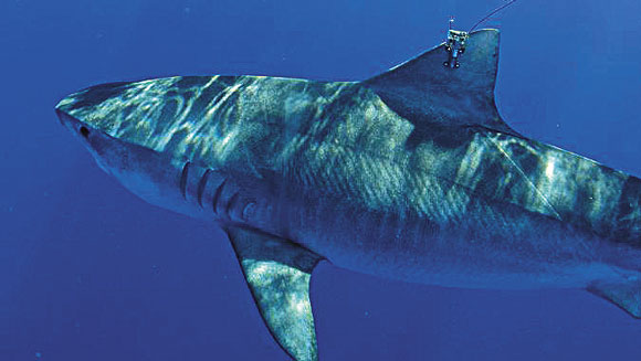 Hawaii Tiger Shark Research